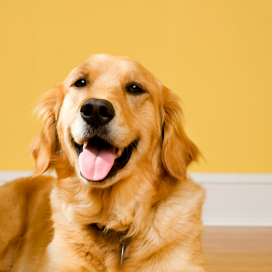 Choose a Dog Food That Will Keep Your Furry Friend Happy and Healthy