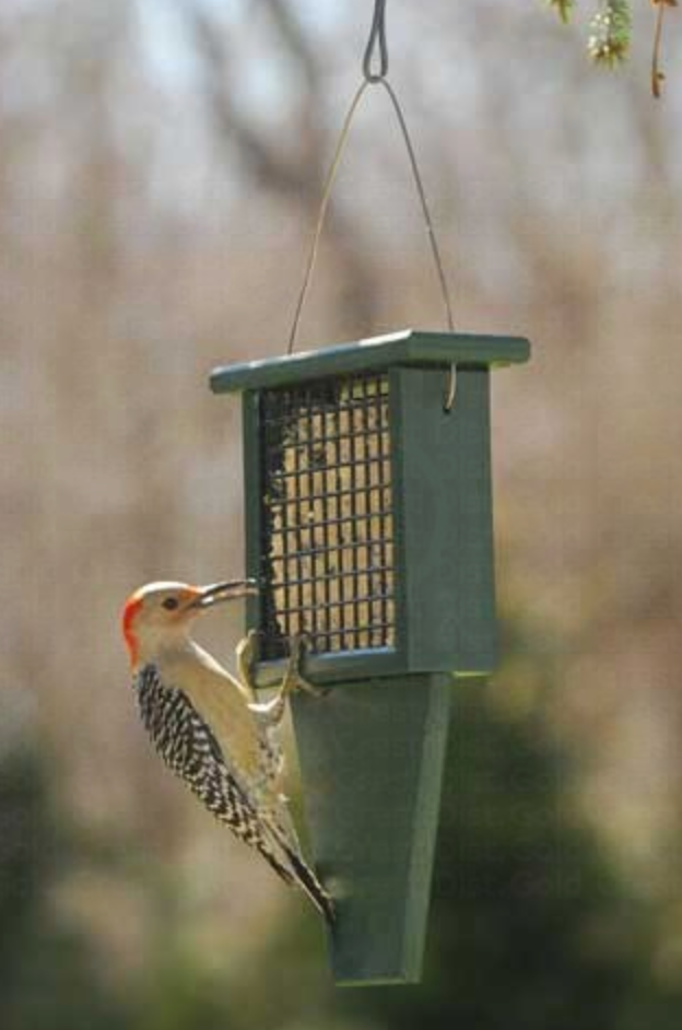 Suet Feeder with Tail Prop